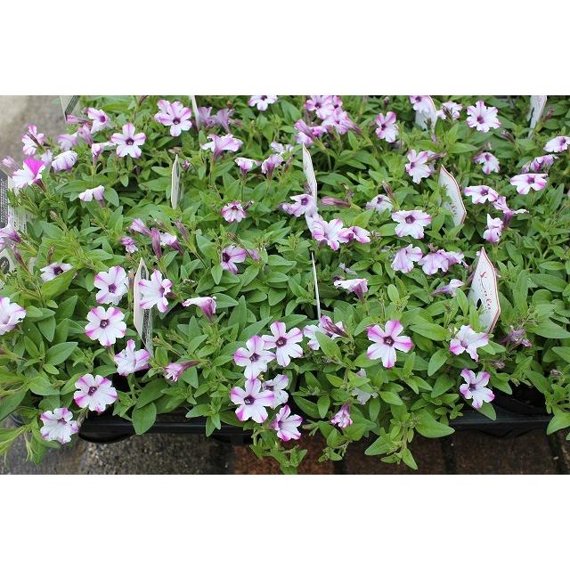 ２１new 栄養系ペチュニア 苗 極小輪 可愛い ララ３ ５号ポット 21petyugorarajn63 森農園ネットショップ 通販 Yahoo ショッピング