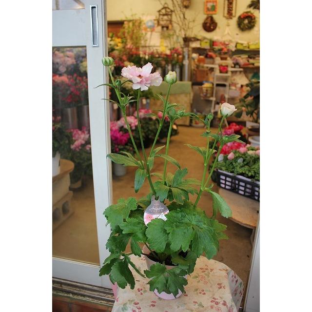 ２１ラナンキュラス 苗 ラックス アリアドネ４号ロングポット 21raktukuari4ju84 森農園ネットショップ 通販 Yahoo ショッピング