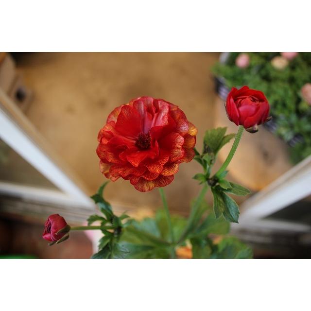 ２１ラナンキュラス 苗 ラックス ハデス４号ロングポット 21raltuha4hy94 森農園ネットショップ 通販 Yahoo ショッピング