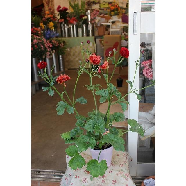 ２１ラナンキュラス 苗 ラックス ハデス４号ロングポット 21raltuha4hy94 森農園ネットショップ 通販 Yahoo ショッピング