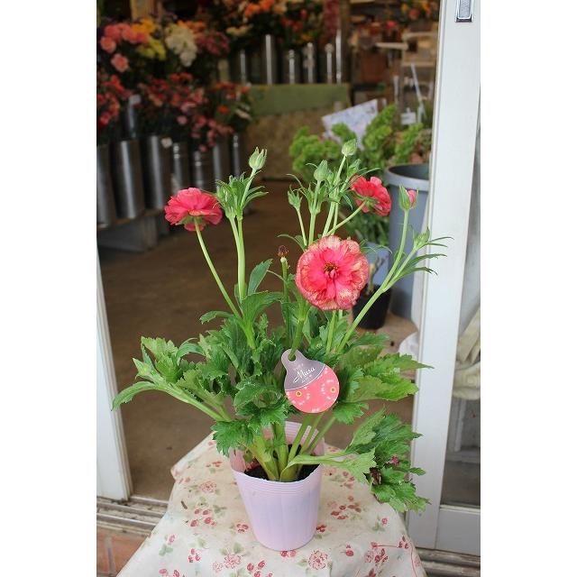 ２２ラナンキュラス 蕾 開花株 苗 商品形態は最後の２ポット画像 販売単位は１ポット ラックス ムーサ４号 しっかり消毒済み ロングポット 21raltumu Sa4uy94 森農園ネットショップ 通販 Yahoo ショッピング