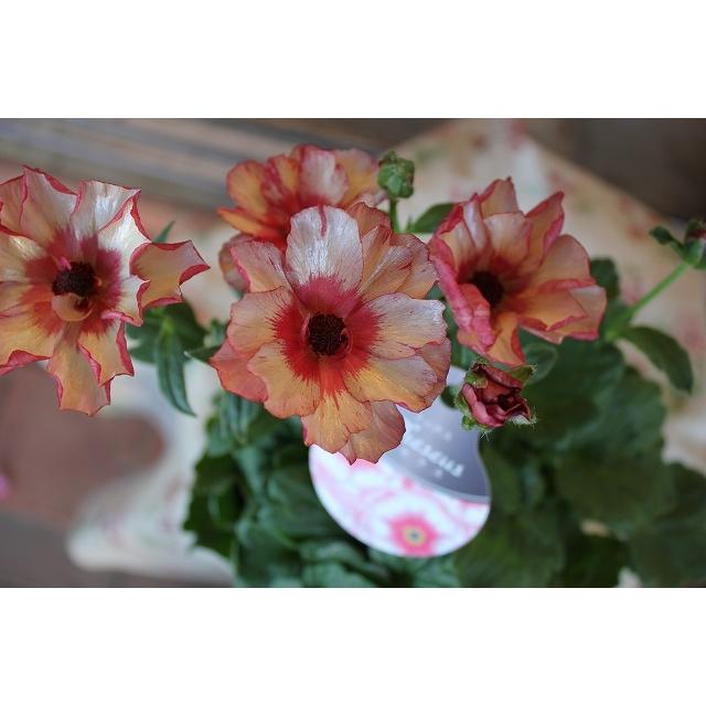 ２１ラナンキュラス 苗 鉢花 ラックス テセウス５号鉢 21ranarateseub65 森農園ネットショップ 通販 Yahoo ショッピング