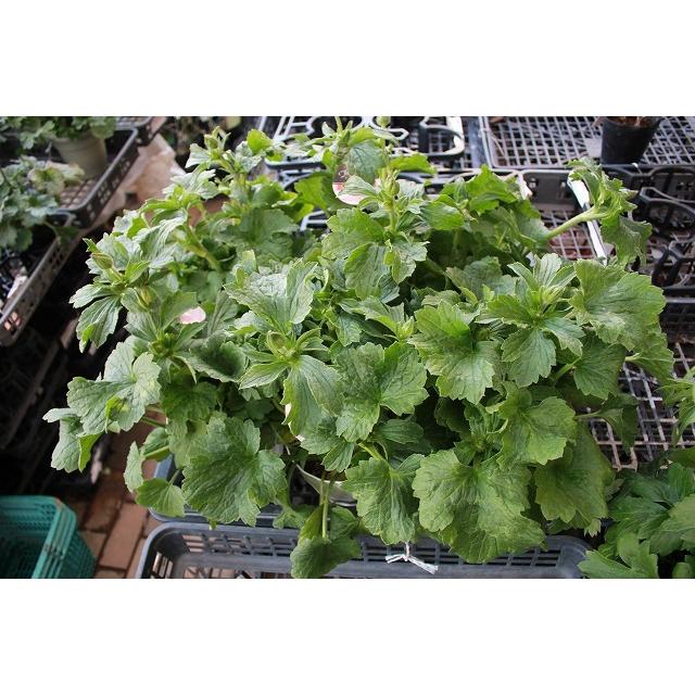 ２１ラナンキュラス 苗 鉢花 ラックス テセウス５号鉢 21ranarateseub65 森農園ネットショップ 通販 Yahoo ショッピング