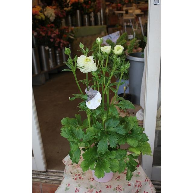 ２２ラナンキュラス 開花株 苗 商品形態は最後の２ポット画像 販売単位は１ポット ラックス グレーシス４号ロングポット 21raragure 4lj64 森農園ネットショップ 通販 Yahoo ショッピング