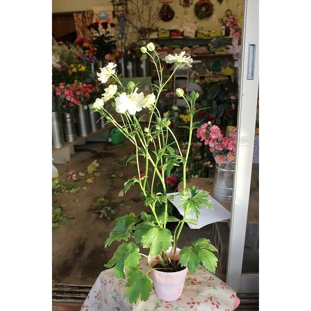 ２２ラナンキュラス 開花株 苗 商品形態は最後の２ポット画像 販売単位は１ポット ラックス グレーシス４号ロングポット 21raragure 4lj64 森農園ネットショップ 通販 Yahoo ショッピング