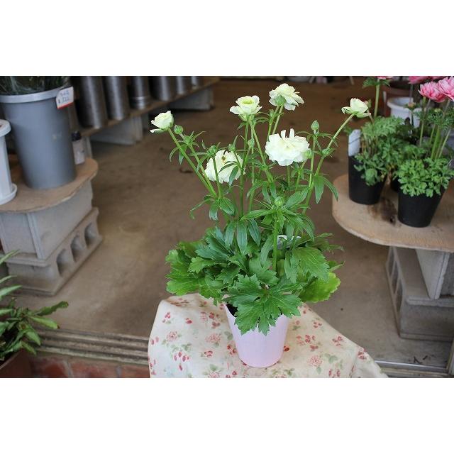 ２２ラナンキュラス 開花株 苗 商品形態は最後の２ポット画像 販売単位は１ポット ラックス グレーシス４号ロングポット 21raragure 4lj64 森農園ネットショップ 通販 Yahoo ショッピング