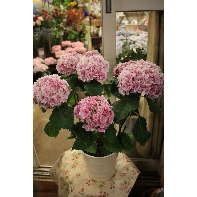 アジサイ 苗 鉢花 紫陽花 開花株 ５ ４ 水 土 ７ ５ 期間発送不可商品 New ２２ お金を節約 かがり ピンク５ ５号底面給水鉢