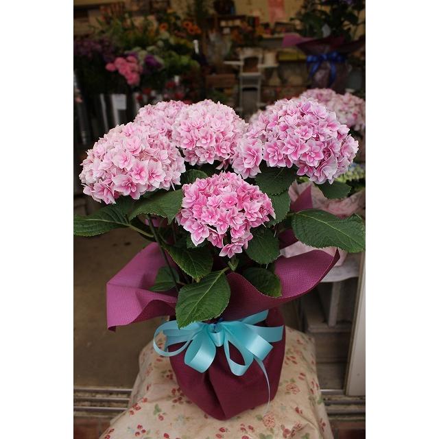 アジサイ 苗 鉢花 紫陽花 開花株 ラッピング込み期間終了 New かがり ピンク５号底面給水鉢 ２２ 22ajikakagipuy95 森農園ネットショップ 通販 Yahoo ショッピング