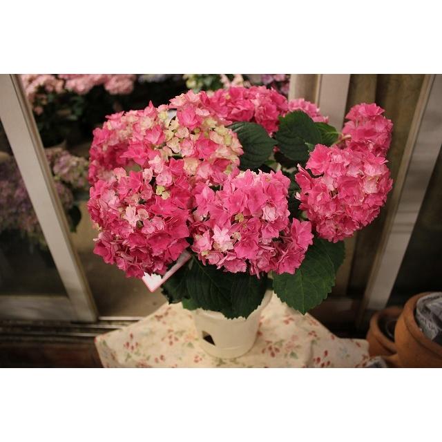 18 Off ピンク５号底面給水鉢 開花株 アジサイ ２２ ラッピング込み期間終了 紫陽花 可愛花 New 苗 鉢花 鉢花