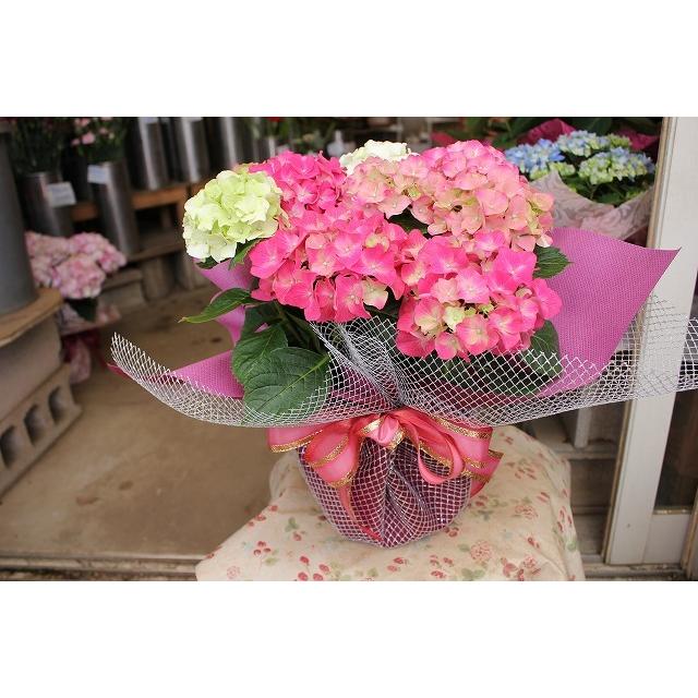 Sale 104 Off アジサイ 苗 鉢花 紫陽花 開花株 ラッピング込み期間終了 寿５号鉢 ２２