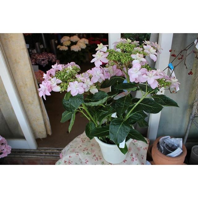 アジサイ 苗 鉢花 紫陽花 開花株 ５ ３ 火 ５ ７ 土 期間発送不可商品 New お買い得品 マカナピンク６号底面給水鉢 ２２ 22ajimakanarq76 森農園ネットショップ 通販 Yahoo ショッピング