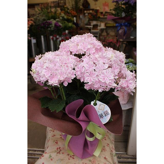 母の日ギフト アジサイ 苗 鉢花 紫陽花 開花株 ５ ６ 金 又は５ ７ 土 お届け 時間指定不可 万華鏡 ピンク５号底面給水鉢ラッピング込み ２２ 22ajimangekyoupyt85 森農園ネットショップ 通販 Yahoo ショッピング