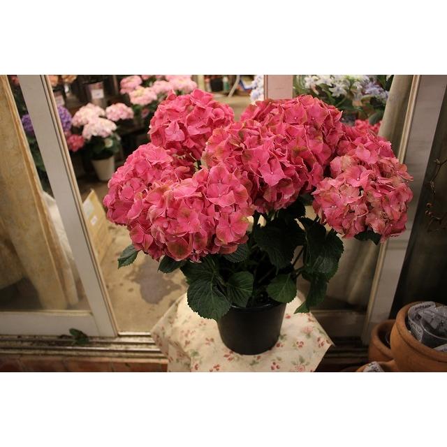 最大59 Offクーポン アジサイ 苗 鉢花 紫陽花 開花株 ５ ４ 水 ５ ７ 土 期間発送不可商品 ルビーアイ６号底面給水鉢 ２２