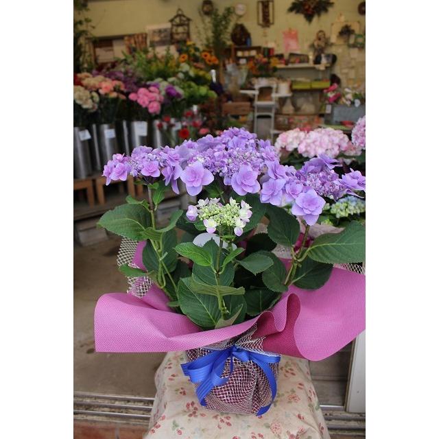 アジサイ 苗 鉢花 紫陽花 開花株 ラッピング込み期間終了 New チェルシーブルー５号鉢 ２２ 22ajityubynb65 森農園ネットショップ 通販 Yahoo ショッピング