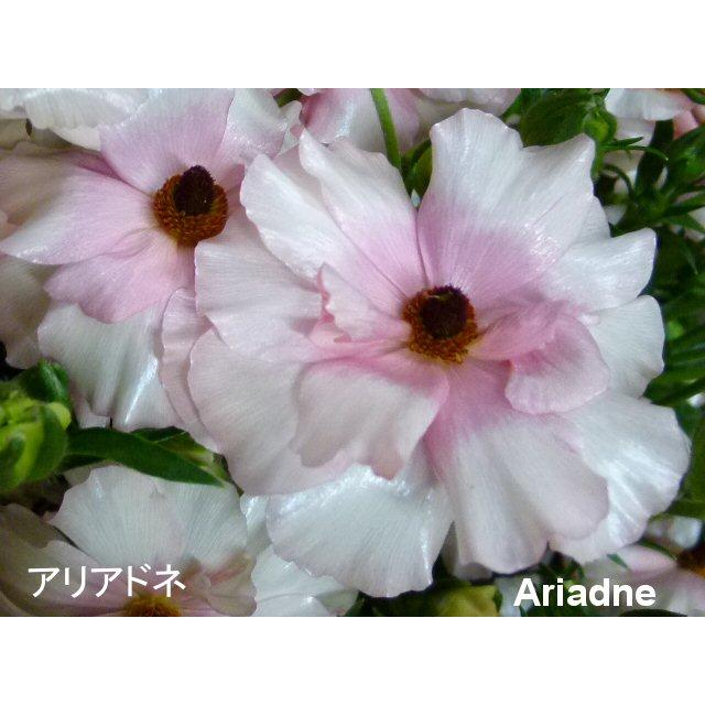 ２２ラナンキュラス 蕾 開花株 苗 鉢花 ラックス アリアドネ４ ５号鉢 22raraariadonehu54 森農園ネットショップ 通販 Yahoo ショッピング