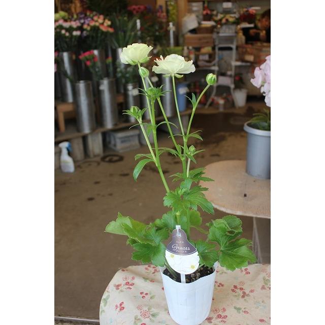 ２２ラナンキュラス 苗 A３ 開花株 ラックス グレーシス３ ５号ロングポット 22raragure 3a3uy 森農園ネットショップ 通販 Yahoo ショッピング