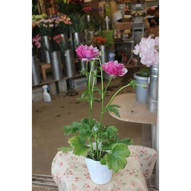 超お買い得 ラナンキュラス ラックス 3 5号ロングポット 15個セット 苗 Swissblu Com