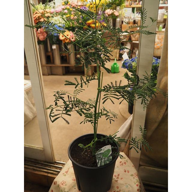 アカシア デアネイ5号鉢（苗 苗木 四季咲き性品種 夏は観葉植物利用で