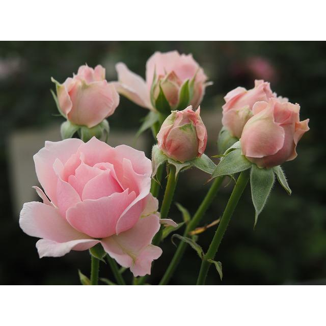 バラ苗 フェデベールピンク 中輪房咲性 とげが少ない 4号接ぎ木（植え