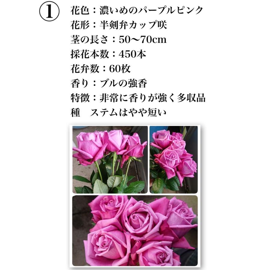 ローズミュゼル・モンド・シャルマン品種権利販売 10品種 : 森農園