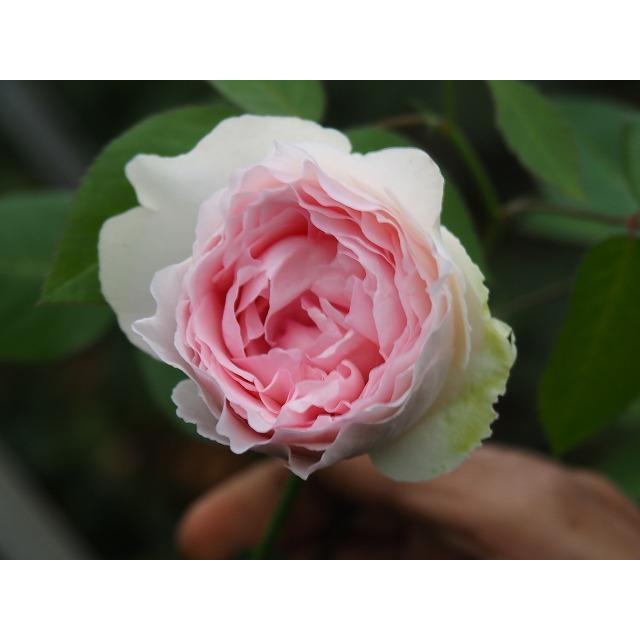 バラ苗 レスプリドフィーユ 強香 今井清作出 4号接ぎ木（植え替えず