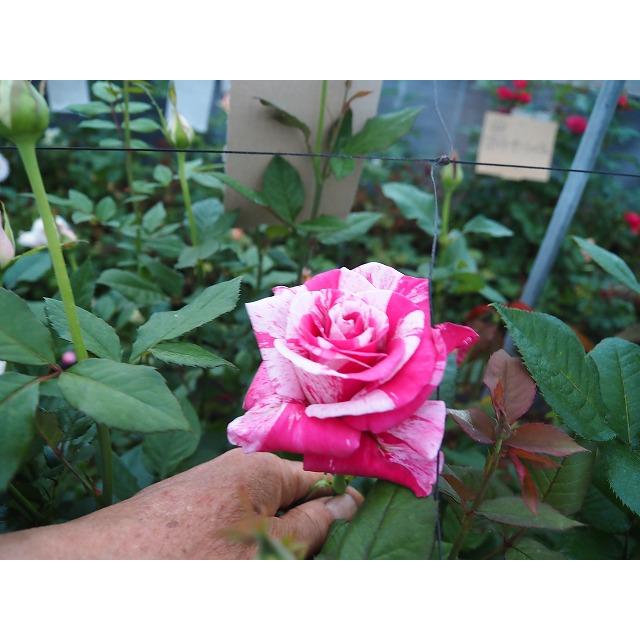 バラ苗 ヴェリテ 絞り高芯咲 4号接ぎ木（植え替えず11〜4月除き3