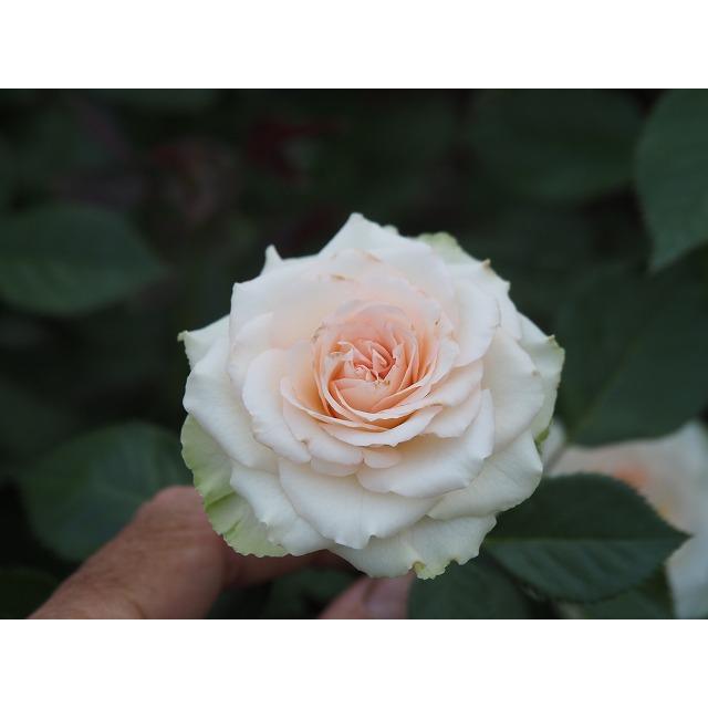 バラ苗 カシュカシュ 超長期開花 矮性房咲 とげ少ない 4号接ぎ木