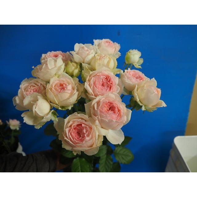 バラ苗 ノア 花持ち良い中香 大輪スプレー咲 4号接ぎ木（植え替えず