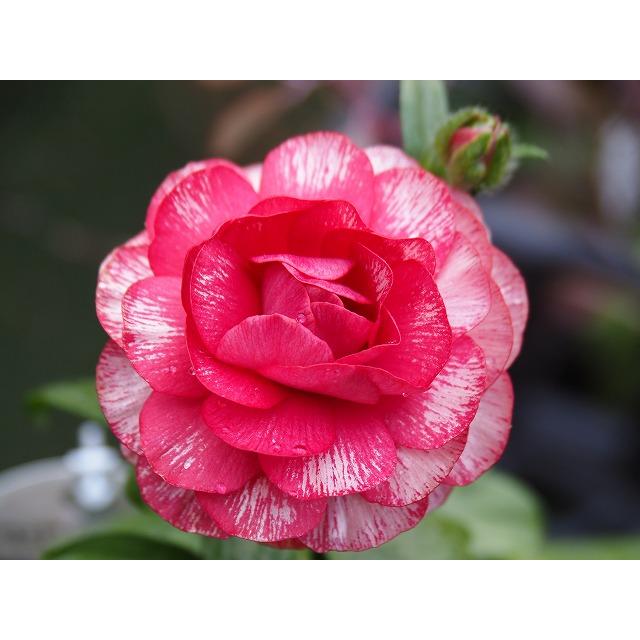 ラナンキュラス ランドセル サラセレネ ジャシンタ3．5号ポット1株