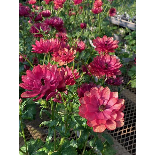 ラナンキュラス　ランドセル　ソルトムーン　あずき３．５号ポット１株（苗　花茎を曲げて梱包　花終わり早い休眠期　幾つでも同梱OK）26（Yahoo!・森農園ネットショップ）