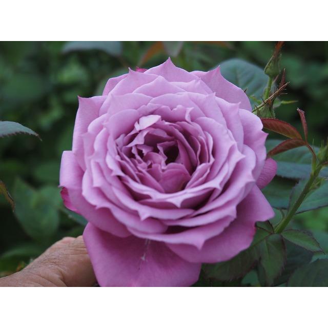 バラ苗 mok10 強香 矮性 とげ少ない 4号接ぎ木（植え替えず11〜4月