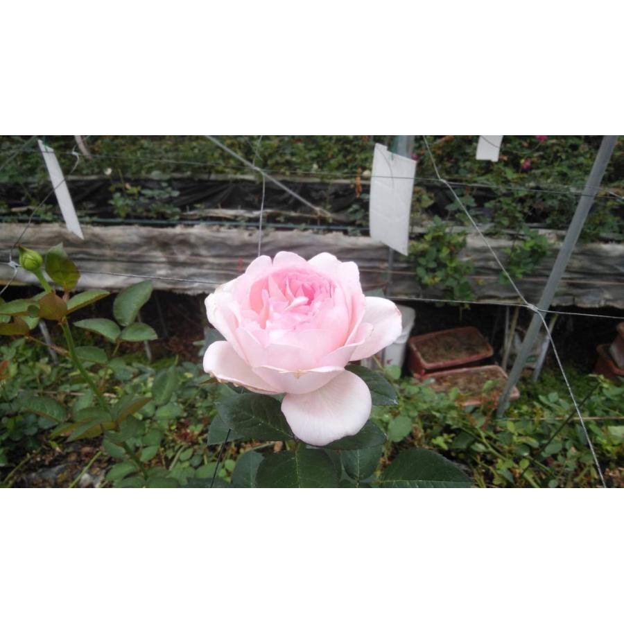 バラ苗 アンジュ・キレーヴ 4号接ぎ木 今井清作出（植え替えず11