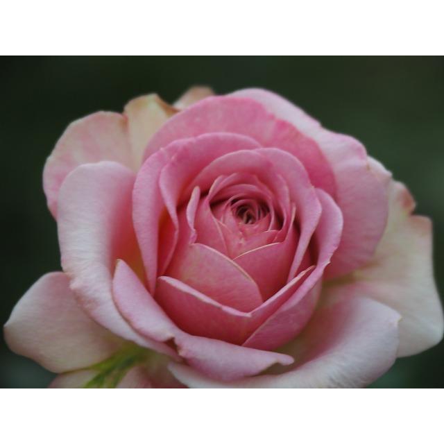 バラ苗 mok7 超長期開花 変わり咲 4号接ぎ木（植え替えず11〜4月