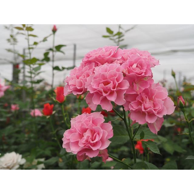 バラ苗 ノアウェーブ 4号接ぎ木（植え替えず11〜4月除き3〜4カ月