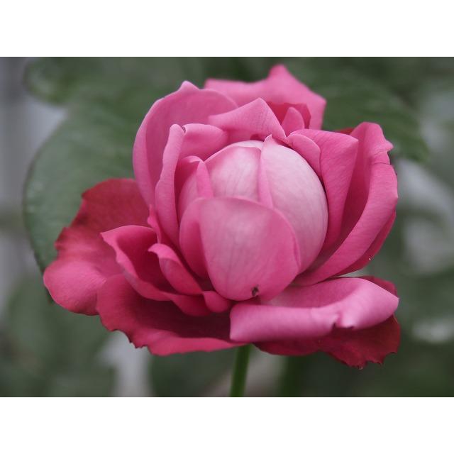 バラ苗 柴母 強香 耐病性品種 4号接ぎ木（植え替えず11〜4月除き3