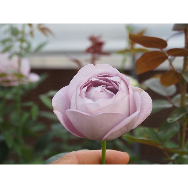 バラ苗 入手困難 接木中苗 強健 5号鉢植え 薔薇 苗 【公式通販】