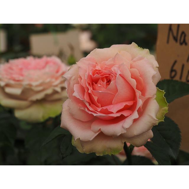 バラ苗 nak6102 耐病性品種 超長期開花 中輪スプレー 4号接ぎ木（植え