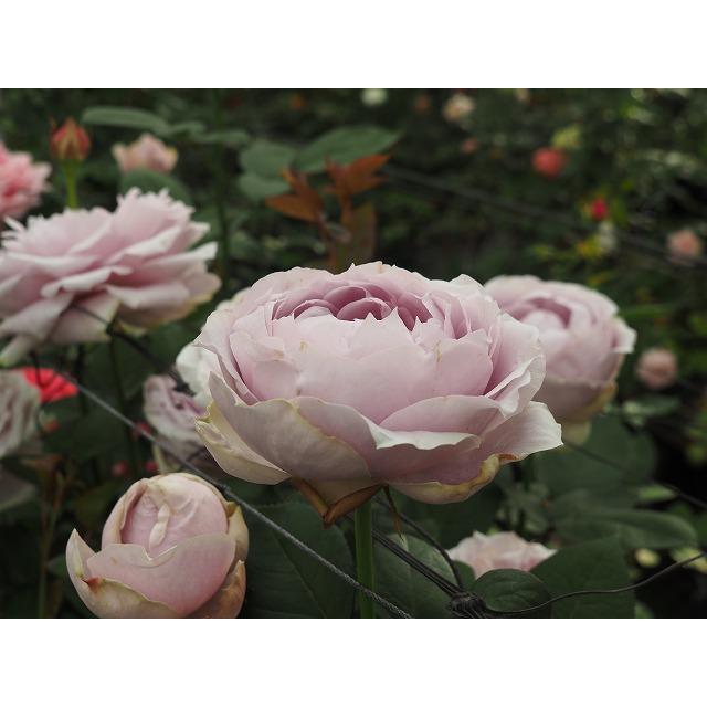 バラ苗 ピリアパープル 矮性 4号接ぎ木（植え替えず11〜4月除き3