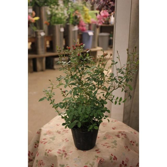 1880円 ミニ バラ 薔薇 苗 いちご姫 正規品 2.5号 バラ ミニバラ いちご姫3号ポット3株（苗 バラ苗 商品形態は開花