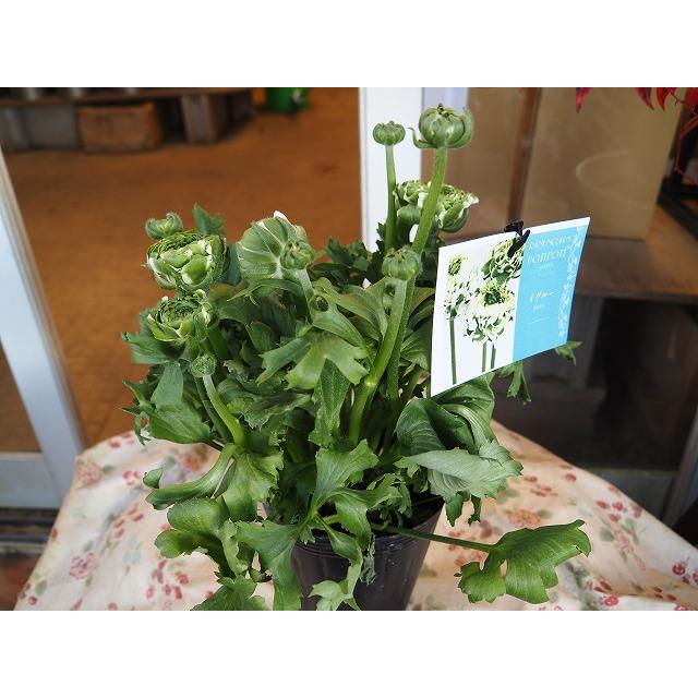 ラナンキュラス ポンポン イグルー4号ポット1株（苗 幾つでも同梱OK