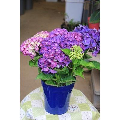 アジサイ ディープパープル 秋色アジサイ品種 5号ラッピング込 Adepab 森農園ネットショップ 通販 Yahoo ショッピング