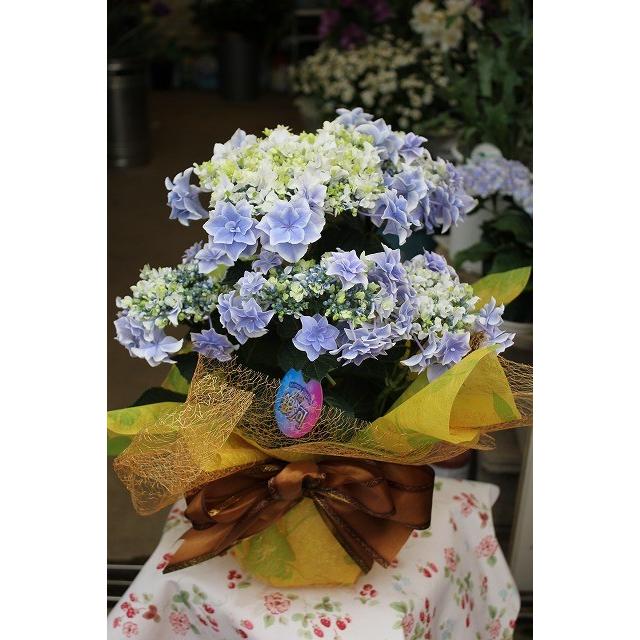 １８ アジサイ 銀河ブルー５号鉢ラッピング込 Agib 森農園ネットショップ 通販 Yahoo ショッピング