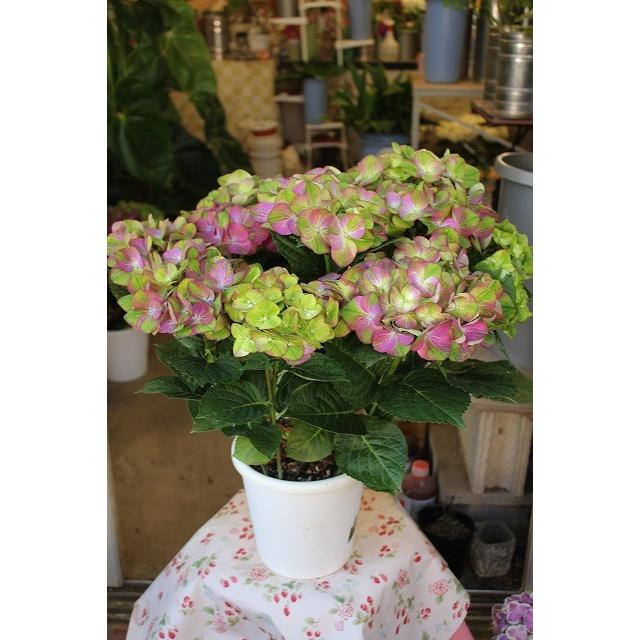 16 アジサイ マジカル グリーンファイヤーパープル ６号鉢ラッピング込 Ajimajiguri R06 森農園ネットショップ 通販 Yahoo ショッピング