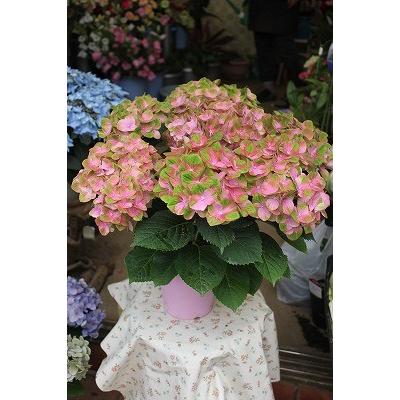 アジサイ マジカル グリーンファイヤーピンク５号鉢ラッピング込 Amagurp 森農園ネットショップ 通販 Yahoo ショッピング