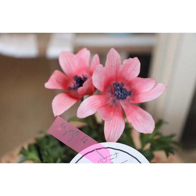 アネモネ 苗 現品 B１７番 横山 園芸 さんのアネモネ パブニナ３ ５号ロングポット Aneyokobpabuniof93 森農園ネットショップ 通販 Yahoo ショッピング