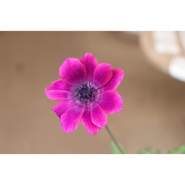 アネモネ 苗 現品 C２番 横山 園芸 さんのアネモネ パブニナ３ ５号ロングポット Aneyokocpabunijro93 森農園ネットショップ 通販 Yahoo ショッピング