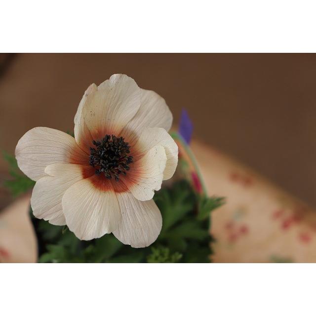 アネモネ 苗 現品 C９番 横山 園芸 さんのアネモネ パブニナ３ ５号ロングポット Aneyokocpabunizm33 森農園ネットショップ 通販 Yahoo ショッピング