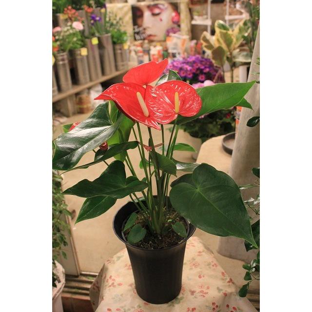 １８ ｎｅｗ アンスリウム アンスリューム カリフォルニア６号底面給水鉢ラッピング込 Ansukariforucp86 森農園ネットショップ 通販 Yahoo ショッピング