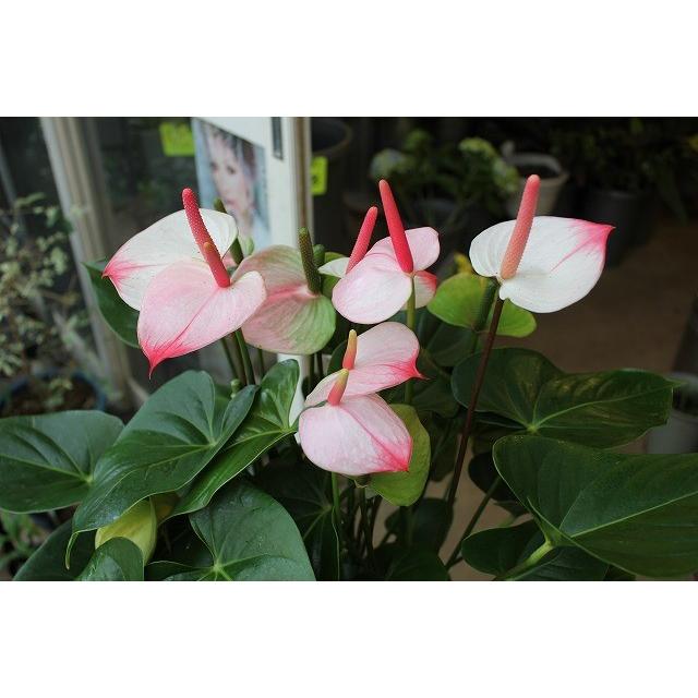 アンスリウム アンスリューム プリンセスアマリアエレガンス８号鉢ラッピング込 Ansupurinnseu38 森農園ネットショップ 通販 Yahoo ショッピング