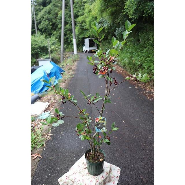 アロニア 苗 苗木 アロニア チョコベリー５号鉢 Aroniatokobegb85 森農園ネットショップ 通販 Yahoo ショッピング
